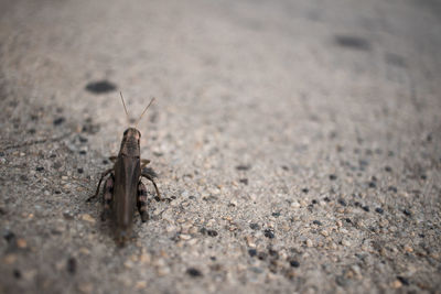 Close-up of insect on sand