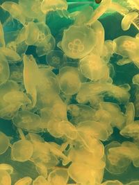 Close-up of jellyfish in sea