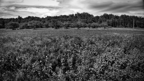 Scenic view of field against sky