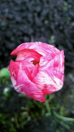 Close-up of pink hibiscus blooming outdoors