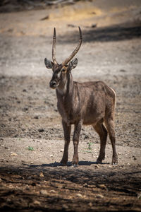 Male common waterbuck stands staring in sunlight