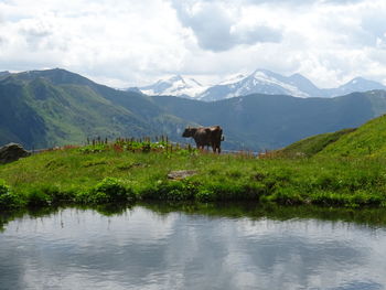 View of a horse in lake against mountain range