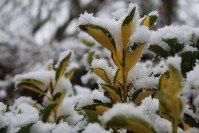 Close-up of snow on plant during winter