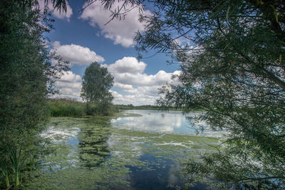 Scenic view of lake in forest against sky
