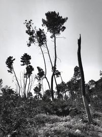 Trees on field against sky