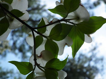 Close-up of leaves