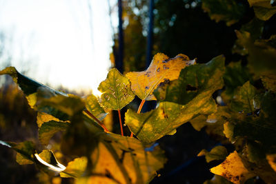 Close-up of maple leaves on plant during autumn