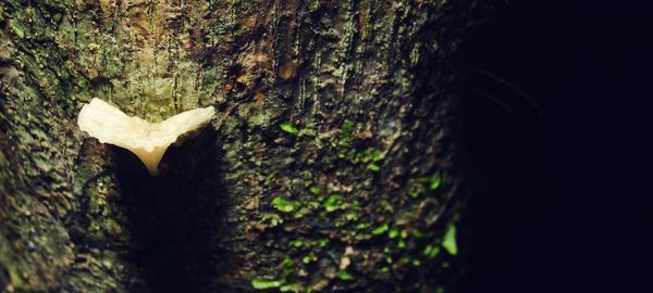 Close-up of tree trunk