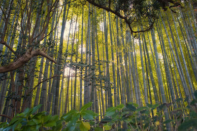 Low angle view of bamboo trees in forest