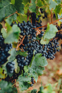 Close-up of grapes growing in vineyard