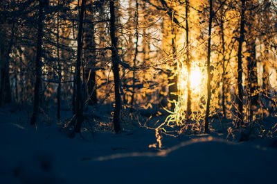 Close-up of snow covered trees during sunset