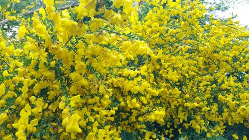 Close-up of yellow flowering plant