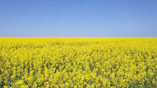 Scenic view of oilseed rape field against clear sky