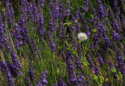 Close-up of purple flowering plants on field