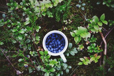 Close-up high angle view of blueberries in cup