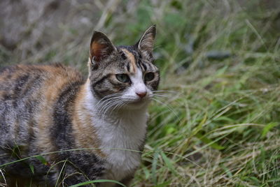 Close-up of cat