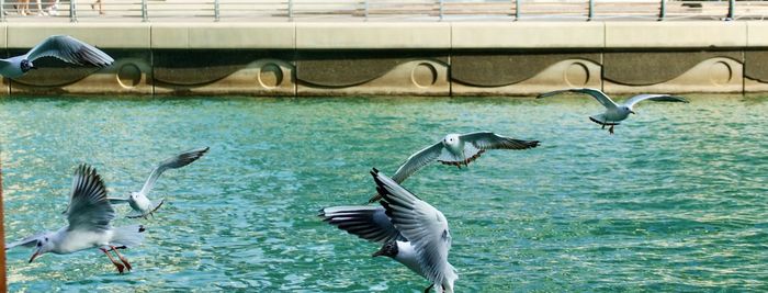 Seagulls flying over sea