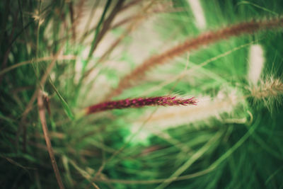 Close-up of plant