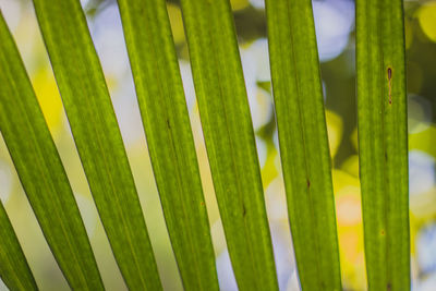 Full frame shot of bamboo plants