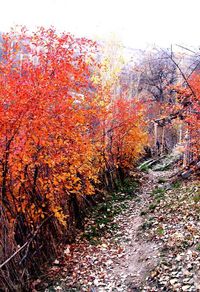 Footpath in park