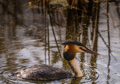 Duck swimming in lake