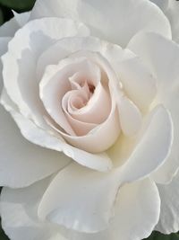 Close-up of white rose