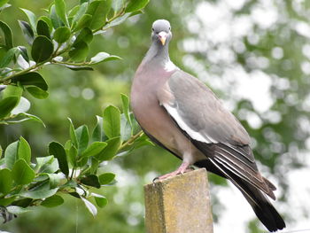 Close-up of pigeon perching on a tree