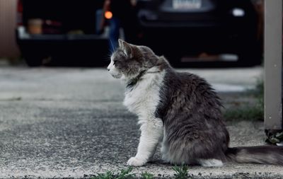 Cat sitting on a car