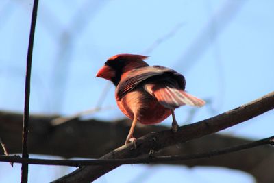 Low angle view of bird perching on red against sky