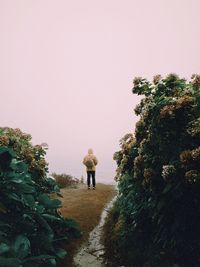 Rear view of person walking on footpath amidst plants against sky