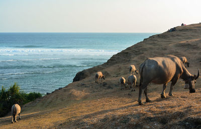 Horses in the sea