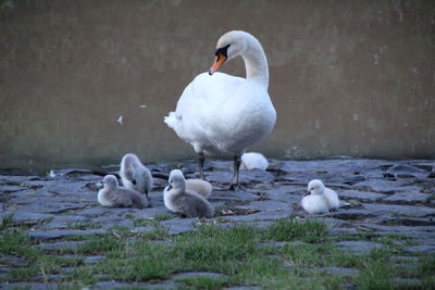 Swans and ducks swimming in lake