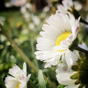 Close-up of white flowering plant