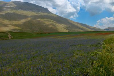 Scenic view of field against sky