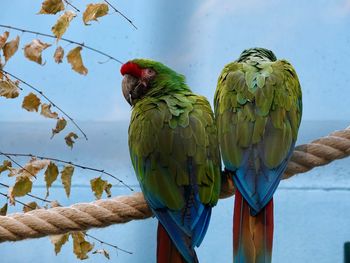 Macaws perching on rope