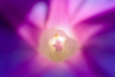 Close-up of pink flower blooming outdoors