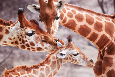 giraffe