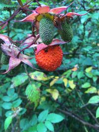 Close-up of red berries growing on tree