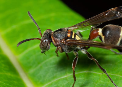 Close-up of spider