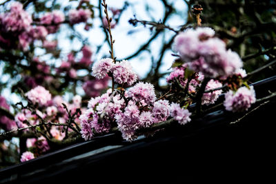 Low angle view of cherry blossoms in spring