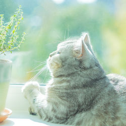 Close-up of a cat