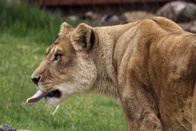 Close-up of a cat on field