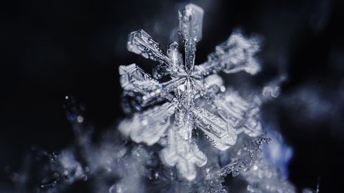 Close-up of frozen plant