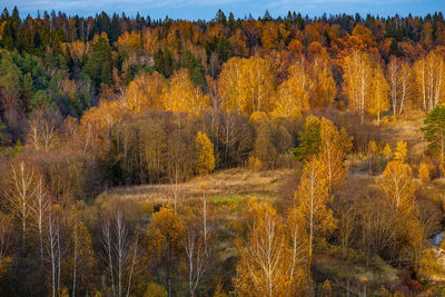 Pine trees in forest during autumn