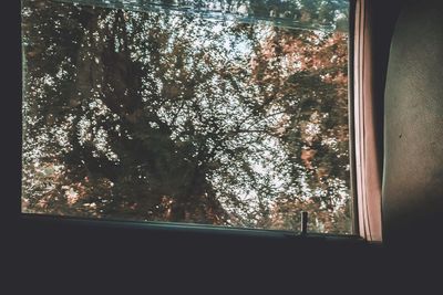 Low angle view of trees seen through glass window