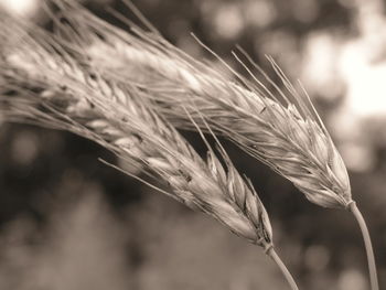 Close-up of wheat
