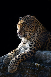 View of a cat on rock