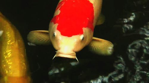 Close-up of fish swimming in sea