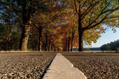 Surface level of road amidst trees
