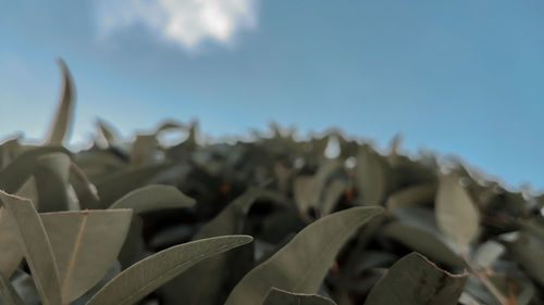 Close-up of succulent plants against sky
